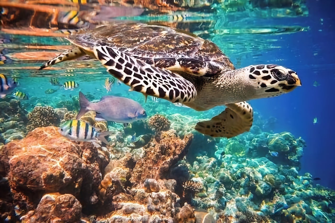 sea turtle in water