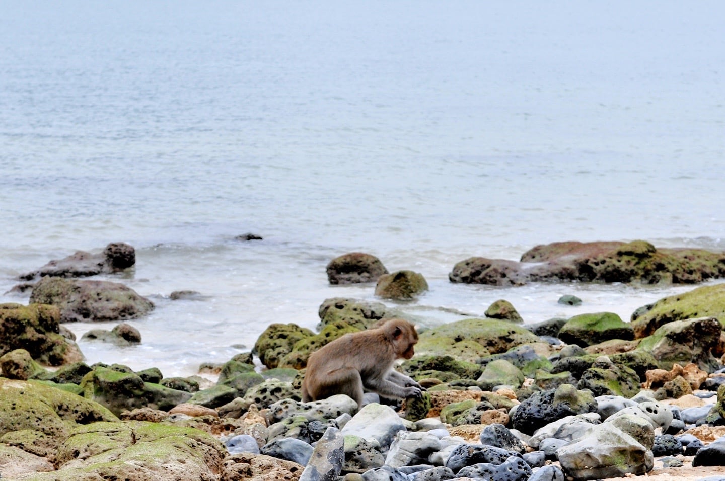 Monkey Island Vietnam