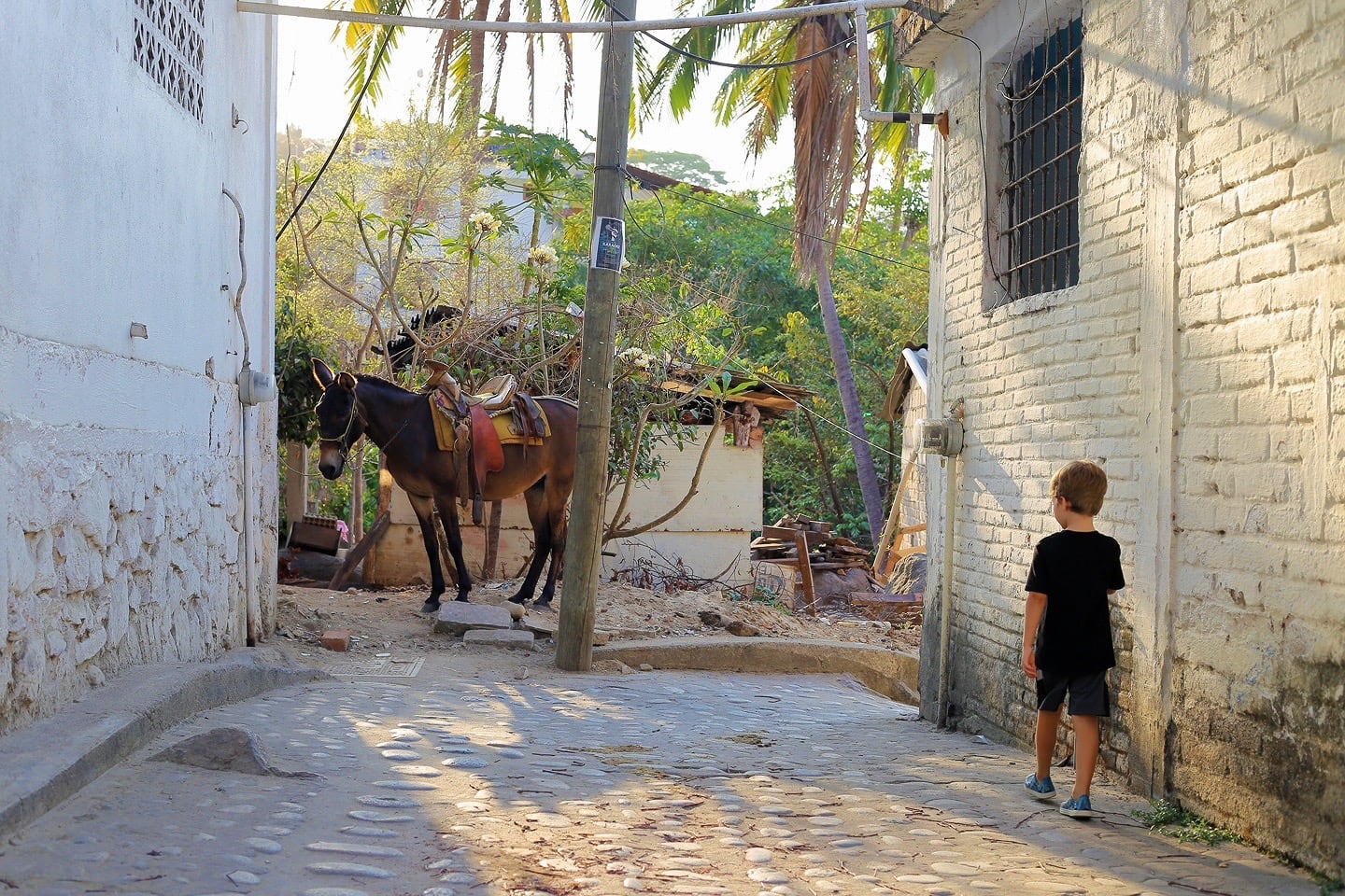 Yelapa mule