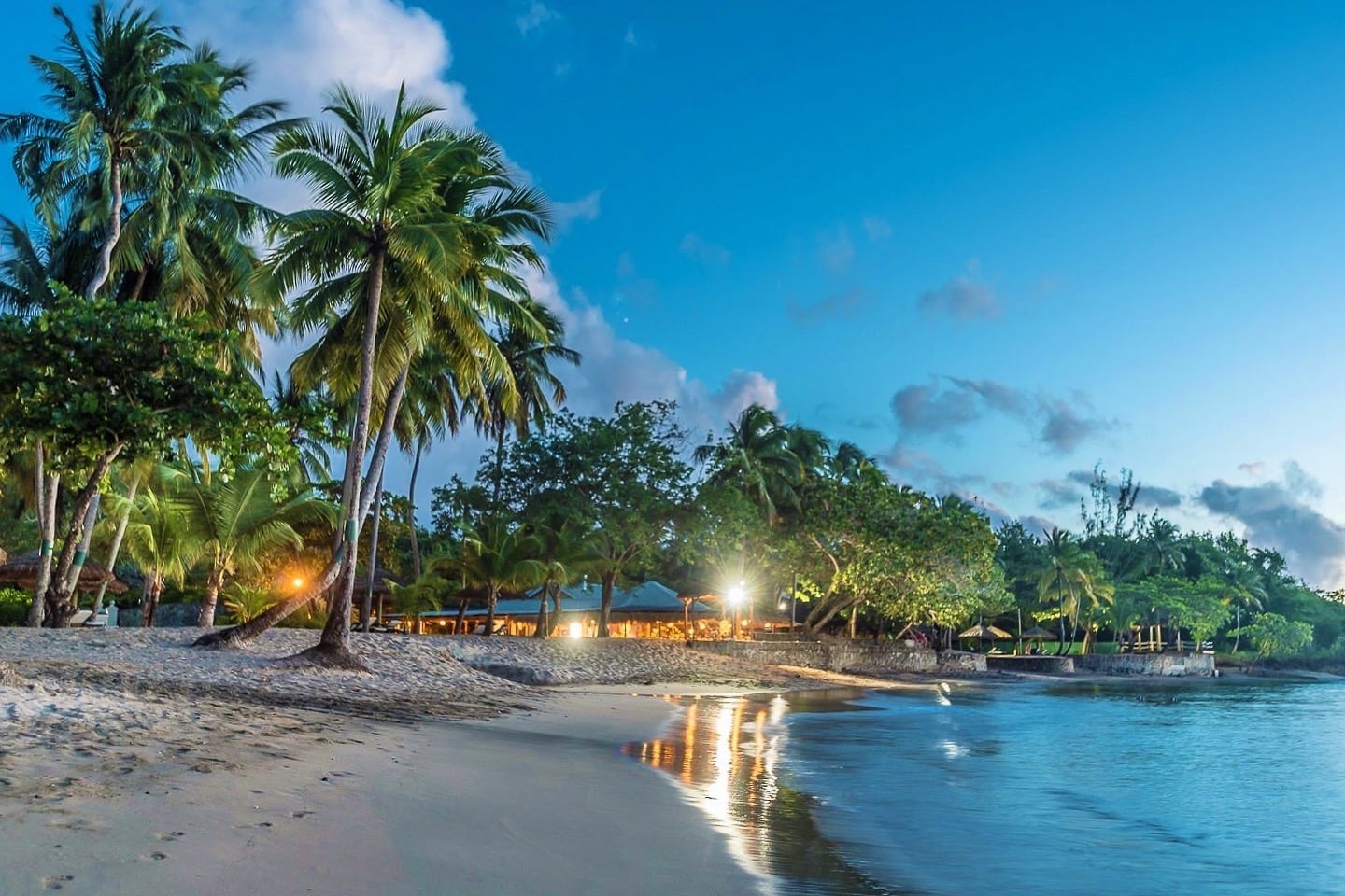 beach palm trees and ocean