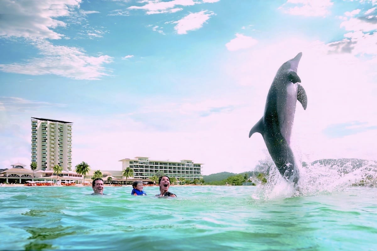 dolphin jumping in the water