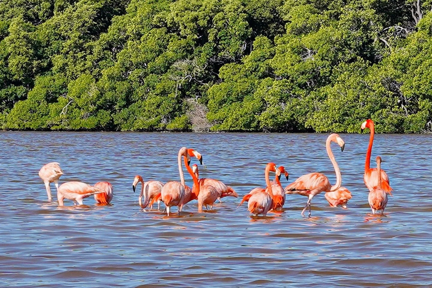 Celestun flamingos