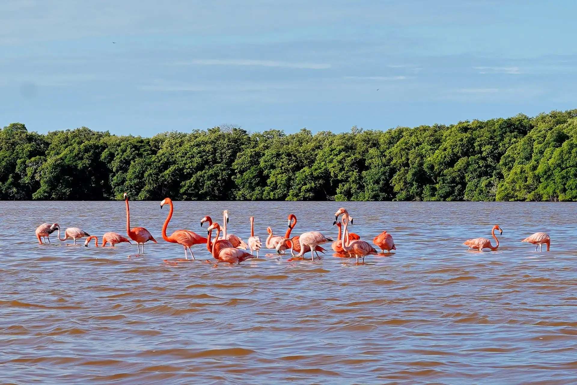 Celestun flamingos