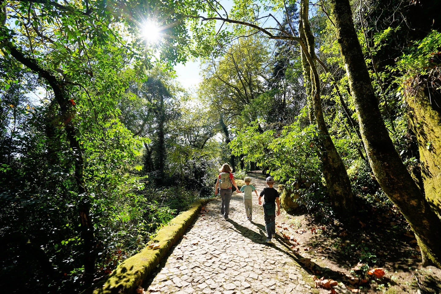 walking through the Sintra forest
