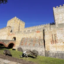 peacocks feeding at Sao Jorge Castle Lisbon