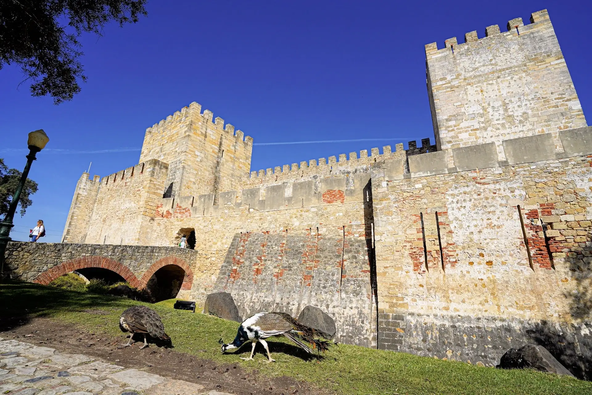 peacocks feeding at Sao Jorge Castle Lisbon